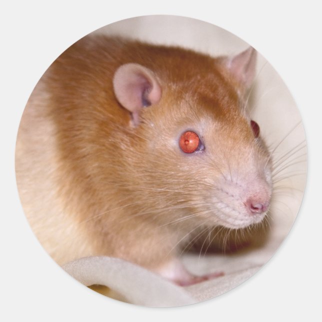 Rolando Sticker Runt Klistermärke (Framsida)