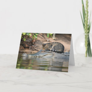 Rolig Alligator Katt Lurvig Kort