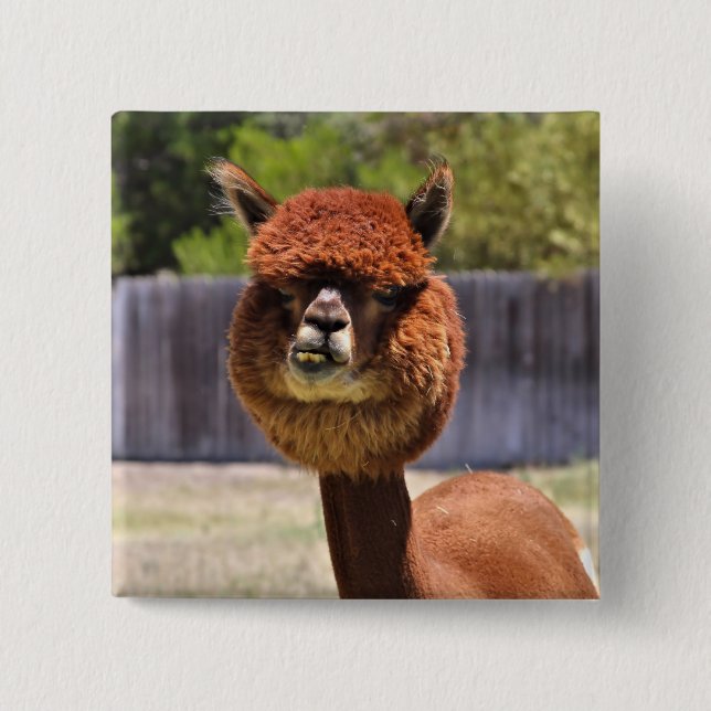 Rolig Alpaca knäppas Knapp (Framsida)