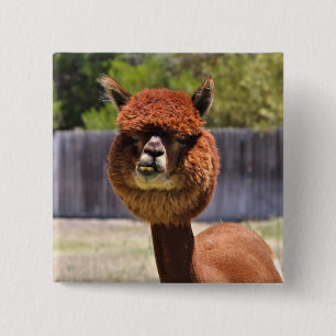 Rolig Alpaca knäppas Knapp