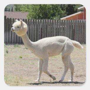 Rolig Alpacaklistermärke Fyrkantigt Klistermärke