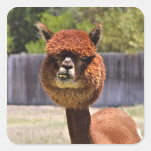 Rolig Alpacaklistermärke Fyrkantigt Klistermärke