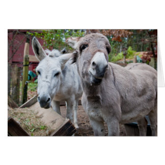 Rolig åsna hälsningskort
