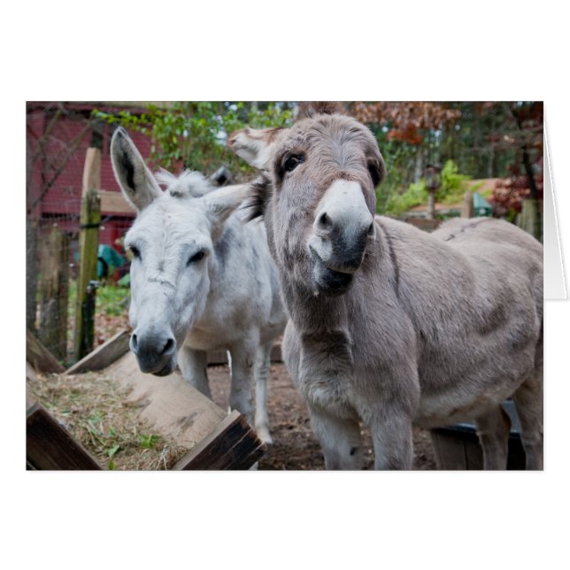 Rolig åsna hälsningskort (Framsidan Horizontal)