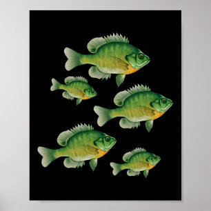 Rolig blåmask Solfisk Fiske Sötvatten Fisk Ang Poster