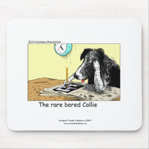Rolig Border Collie Musmatta