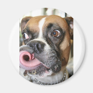 Rolig boxarehund magnet