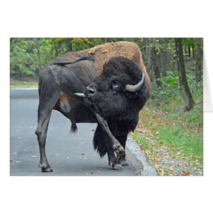 Rolig buffel hälsningskort