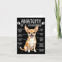 Rolig Chihuahua Anatomi Hos En Chihuahua Hundägare
