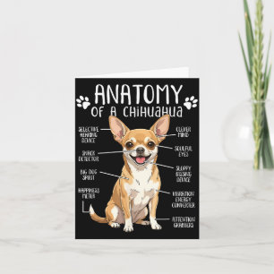 Rolig Chihuahua Anatomi Hos En Chihuahua Hundägare Kort