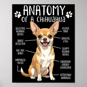Rolig Chihuahua Anatomi Hos En Chihuahua Hundägare Poster