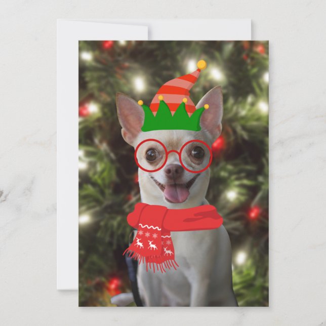 Rolig Chihuahua Hund Jul  Julkort (Framsida)