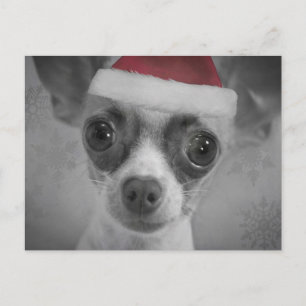 Rolig Chihuahuavalp för jul med den Santa hatten Helg Vykort