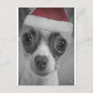 Rolig Chihuahuavalp för jul med den Santa hatten Helg Vykort
