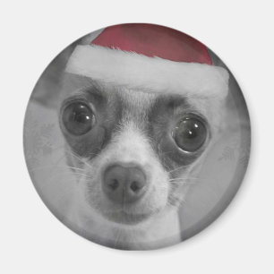 Rolig Chihuahuavalp för jul med den Santa hatten Magnet