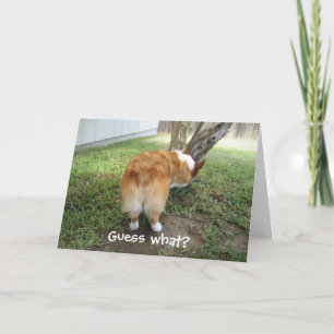 Rolig Corgi Kort