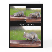 Rolig Ekorre Pension från gänget