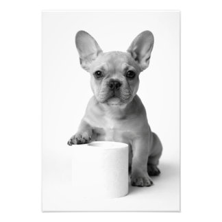 Rolig estetisk fransk bulldog toalettpapper foto