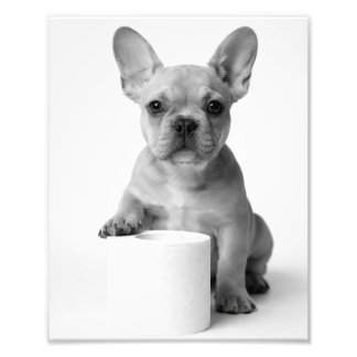 Rolig estetisk fransk bulldog toalettpapper foto