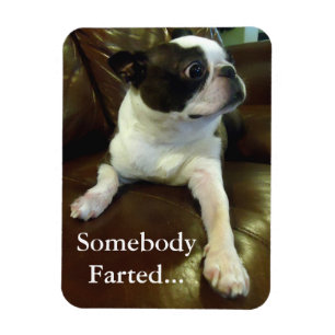 Rolig fisa Boston Terriermagnet Magnet