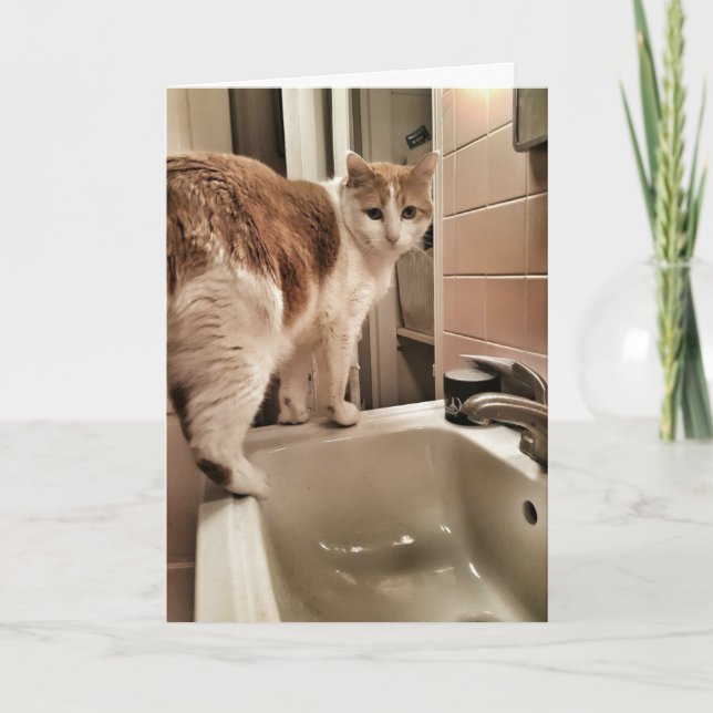 Rolig födelsedag för kattälskare kort (Framsida)