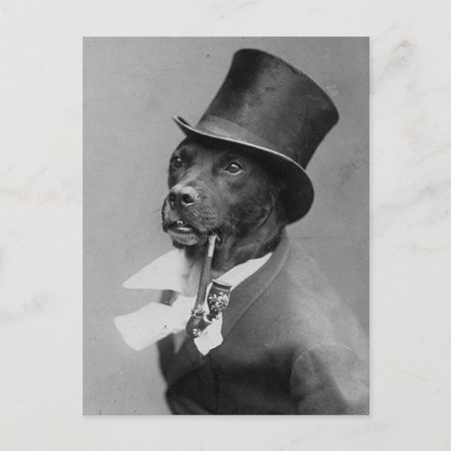 Rolig gammal foto av hund i topp hatt postkort vykort (Framsida)