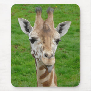 Rolig giraff som ut klibbar tungan! musmatta