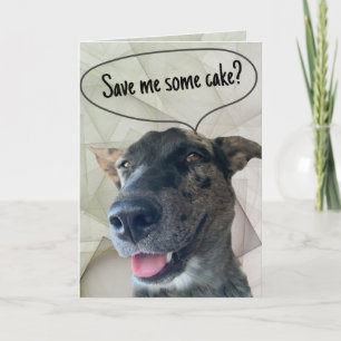 Rolig grå brindle nötkreatur hund fotografi kort