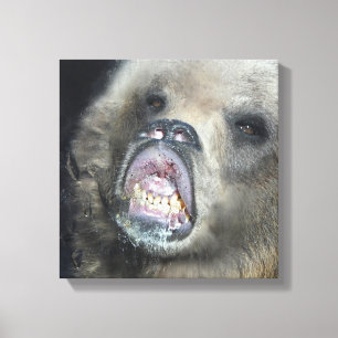 Rolig Grizzlybjörnunge som slickar det Glass Canvastryck