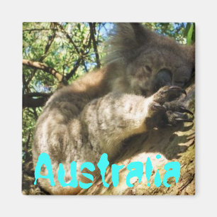 Rolig gullig design för Australien koalamagnet Magnet