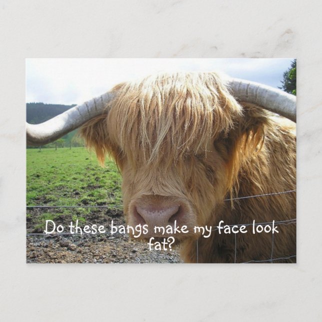 Rolig Highland Oxe Vykort (Framsida)