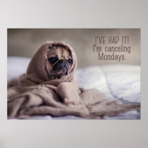 Rolig hund affisch