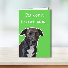 Rolig hund Älskare St. Patrick-Day Card Kort