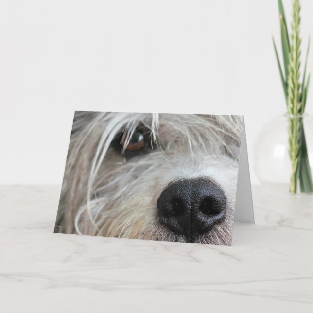 Rolig hund Ansikte-kort med hög födelsedagstid Kort (Framsida)