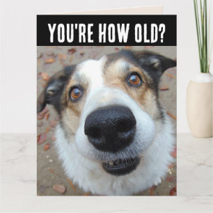 ROLIG HUND BIRTHDAY-KORT FÖR ATT FÅ ETT OLDER-BIG- KORT