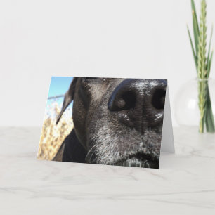 Rolig hund födelsedag kort