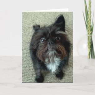 rolig hund födelsedaghälsningkort kort