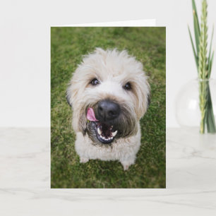 rolig hund födelsedagskort kort