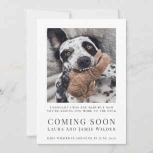 Rolig hund Foto Kommer snart Meddelande