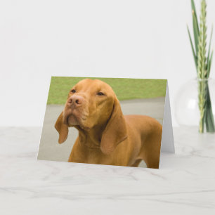 Rolig Hund Foto Vizsla Kort