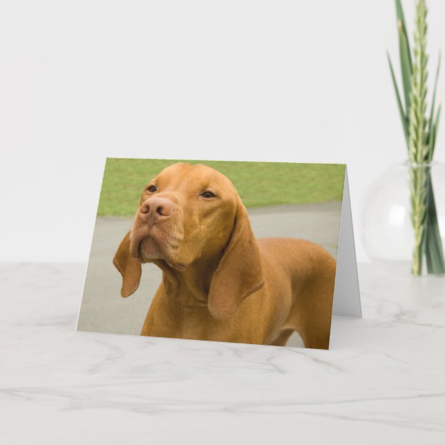 Rolig Hund Foto Vizsla Kort (Framsida)