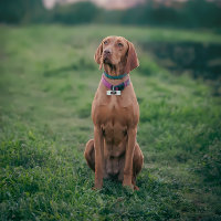 Rolig hund Guardian of Humanity Monogram Pet ID