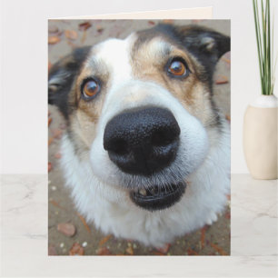 ROLIG HUND HÄMTA KORT SNABBT