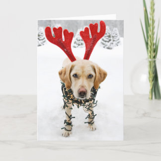 Rolig hund julkortsarbetstid helgkort