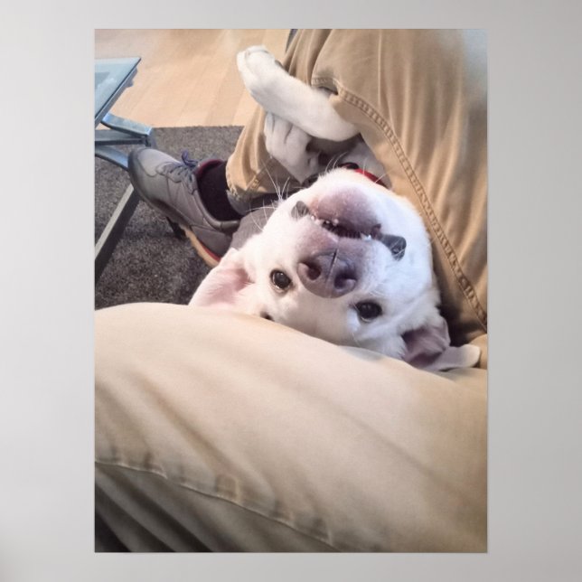 Rolig hund kommer inte att ignoreras ekonomiskt fo poster (Framsidan)