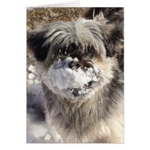 Rolig hund med snö på näsan hälsningskort