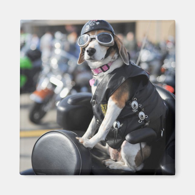 Rolig hund på motorcykelfoto magnet (Framsidan)