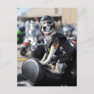 Rolig hund på motorcykelfoto vykort