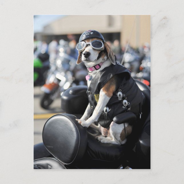 Rolig hund på motorcykelfoto vykort (Framsida)