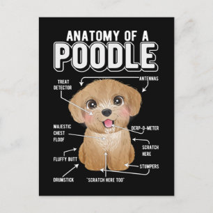 Rolig hund - Poodelns anatomi Vykort